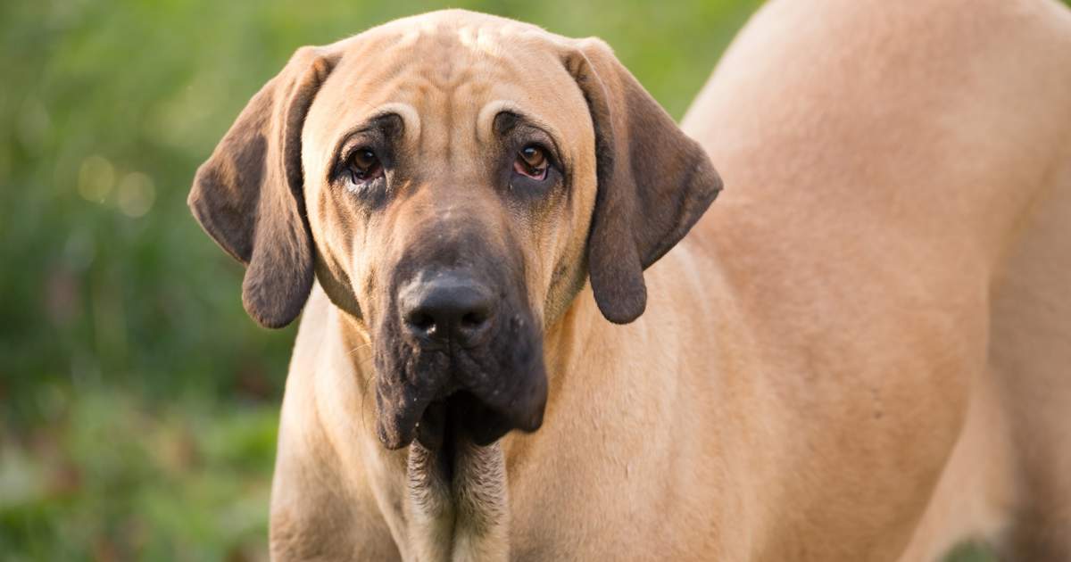 Se fueron de vacaciones, dejaron a sus perros solos y se escaparon: Salud Animal los multó